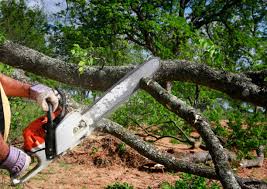 How Our Tree Care Process Works  in  Carbon Hill, AL