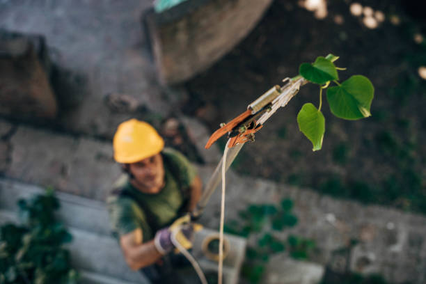 Carbon Hill, AL Tree Services Company